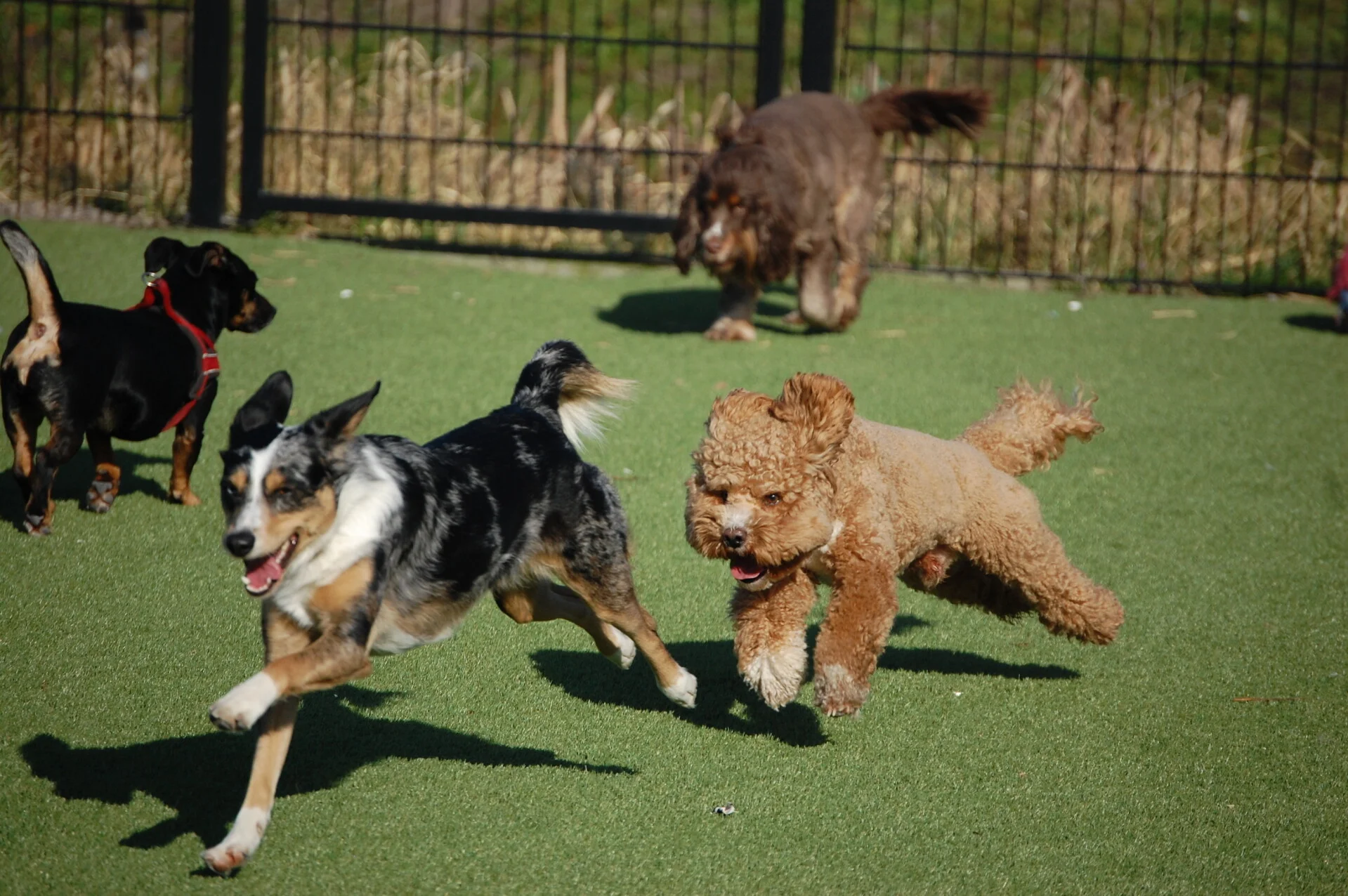 Twee honden rennen samen met een stok over het gras