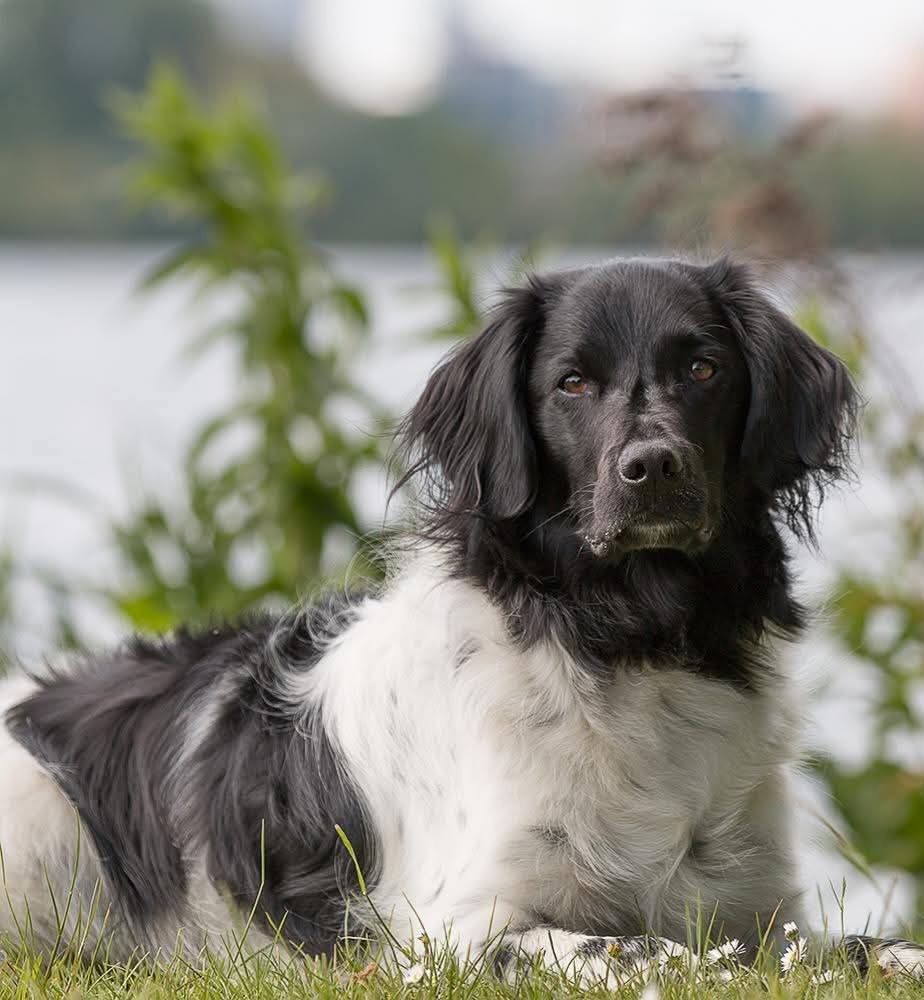 Hond zwemt vrolijk met een bal in het water