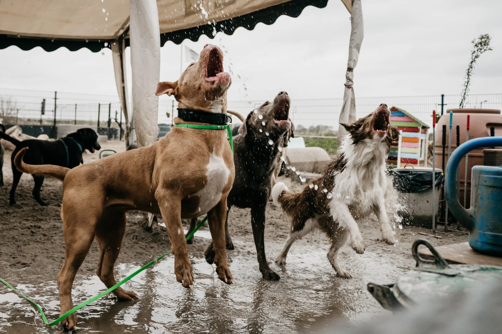 Vrolijke hond met open bek geniet buiten