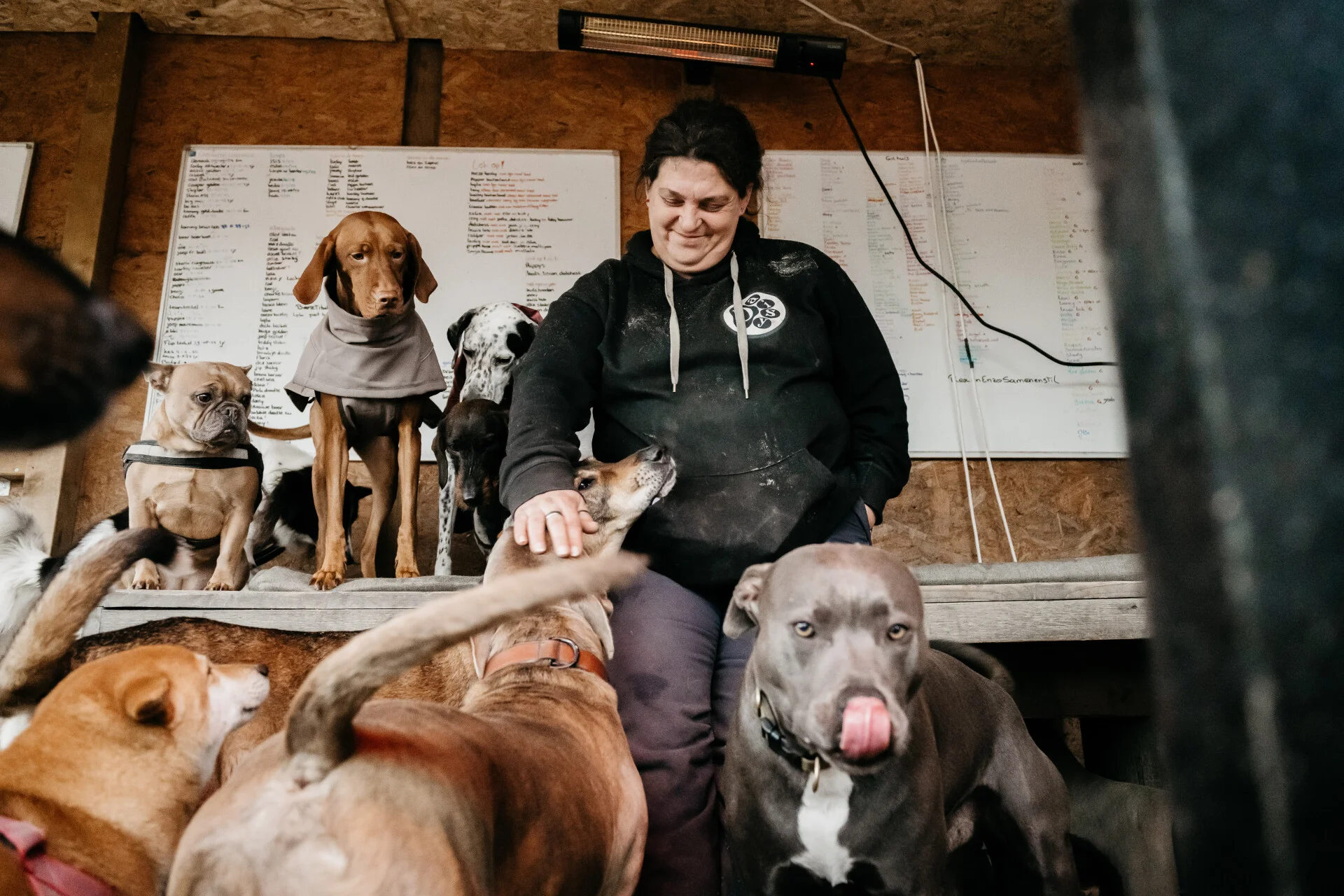 Groep honden wandelt samen over het veld