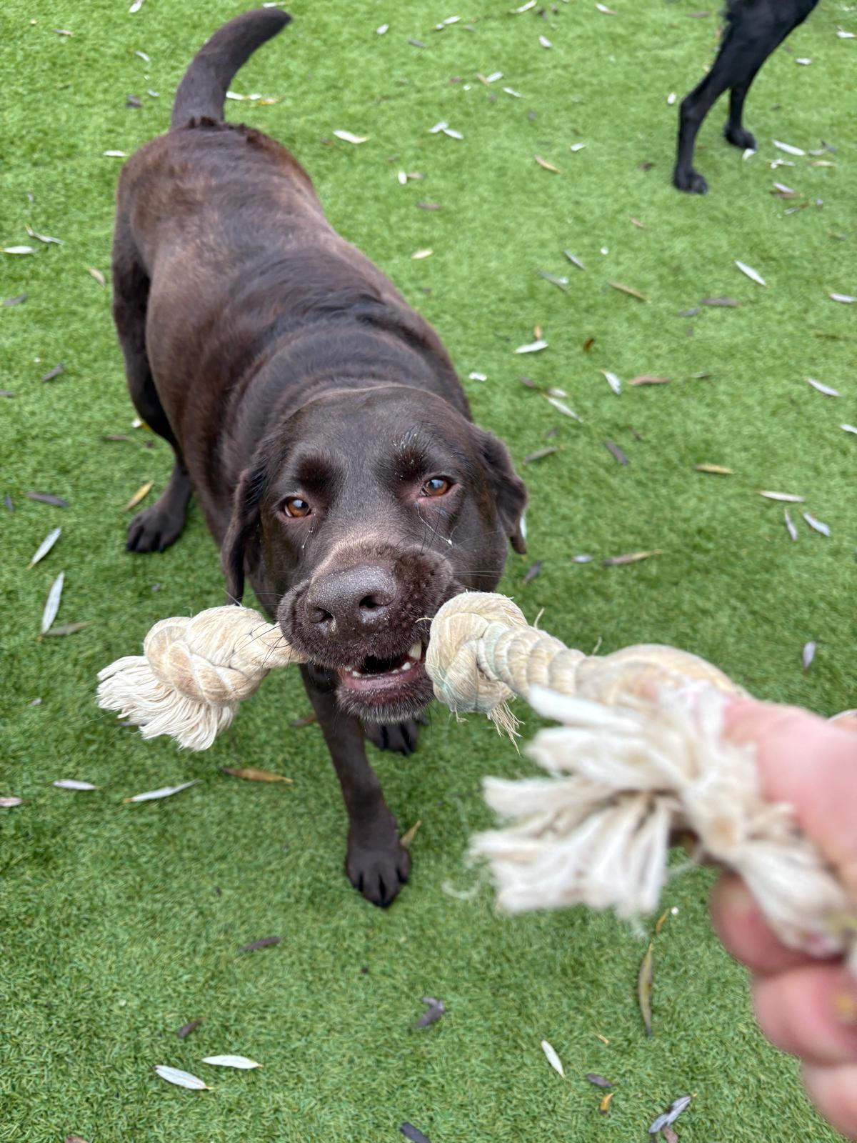 Hond rent vrolijk over het gras van het speelveld