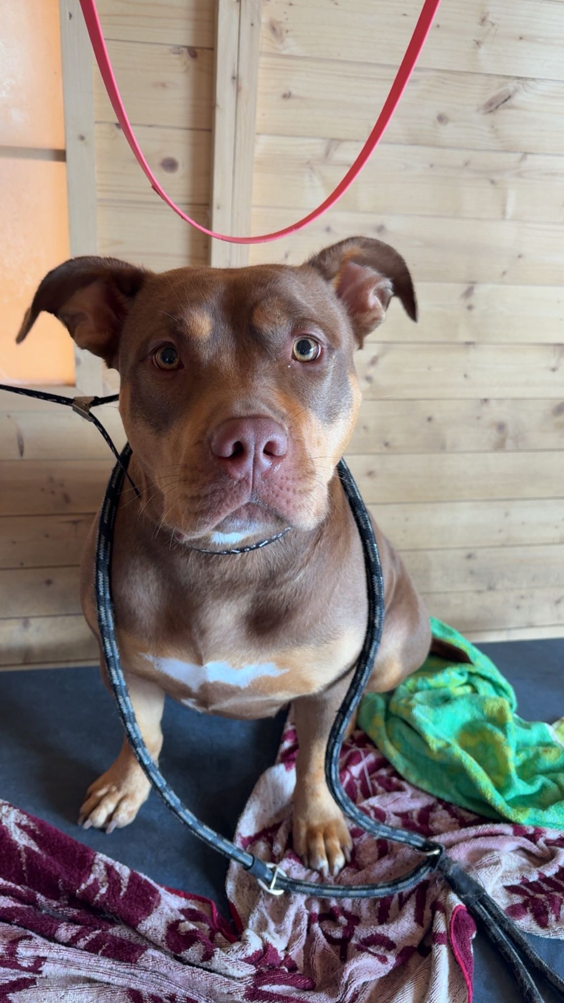 Hond wordt geknipt in de trimsalon